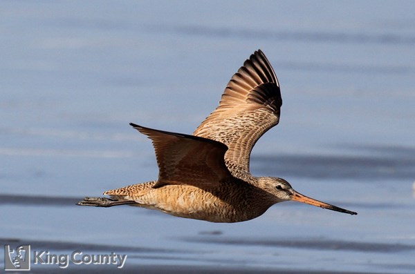 Photo of Limosa fedoa